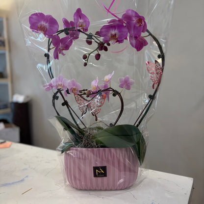 Double Heart Orchid - 1