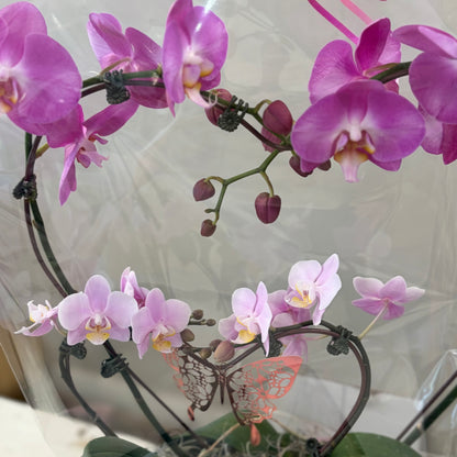 Double Heart Orchid - 1