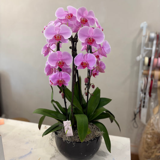 Waterfall Orchid - 1