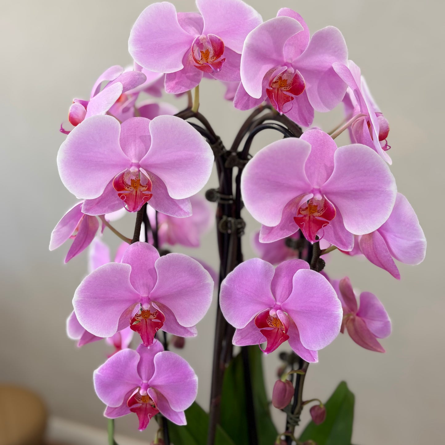 Waterfall Orchid - 1