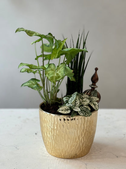Indoor Plant 25