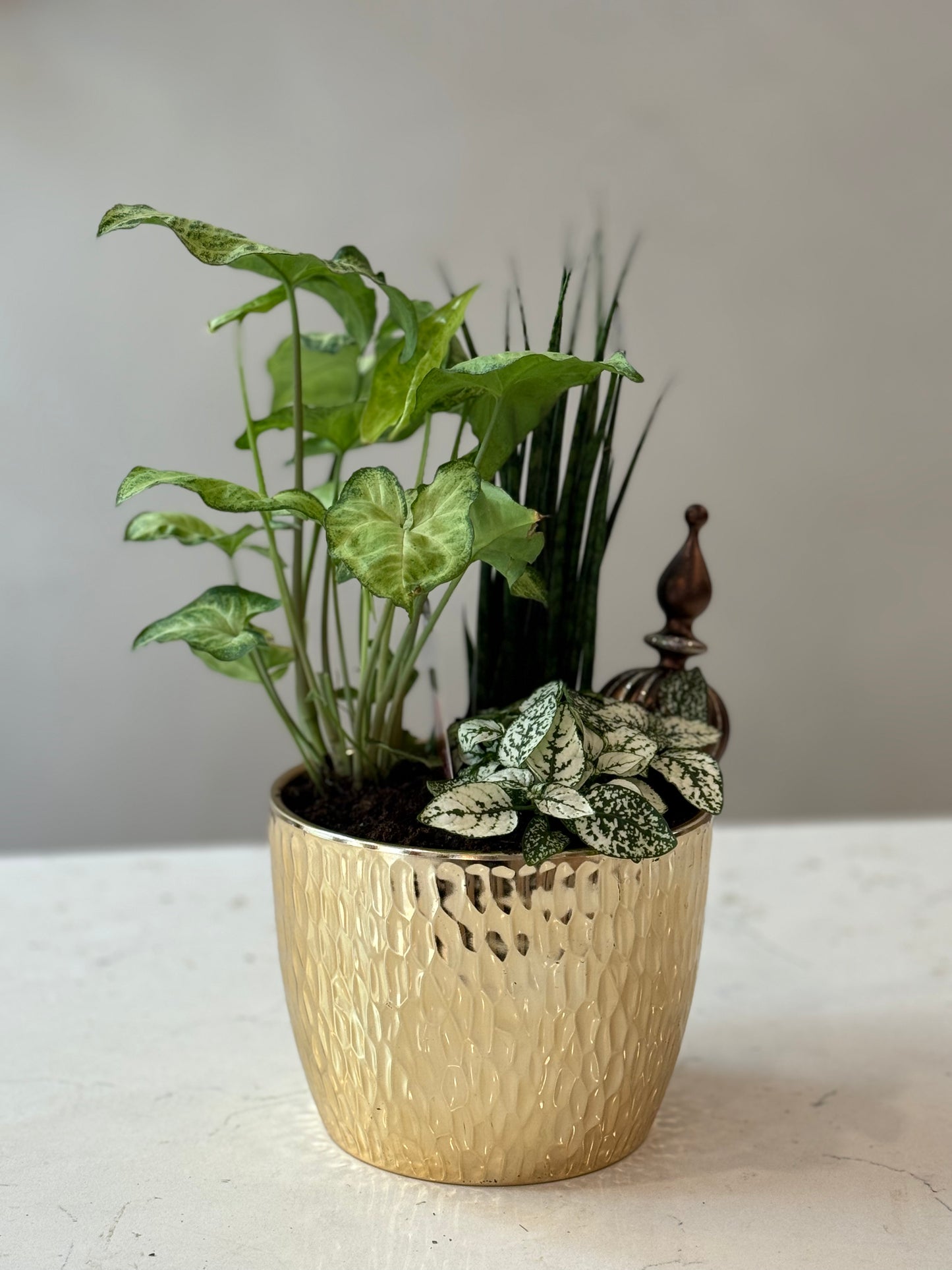 Indoor Plant 25