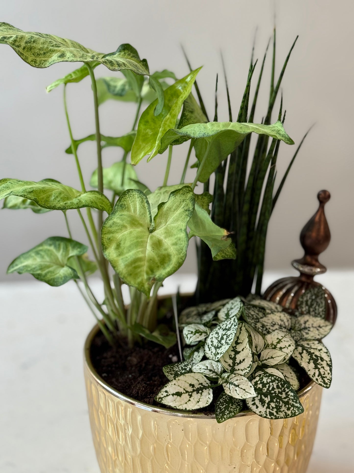 Indoor Plant 25