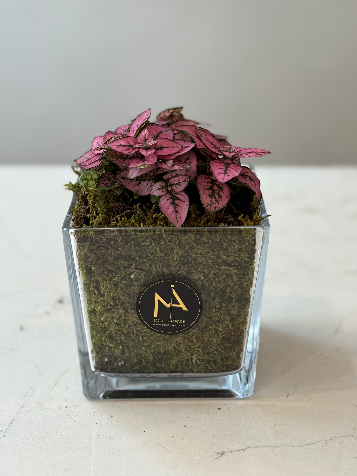 Indoor Plant 28