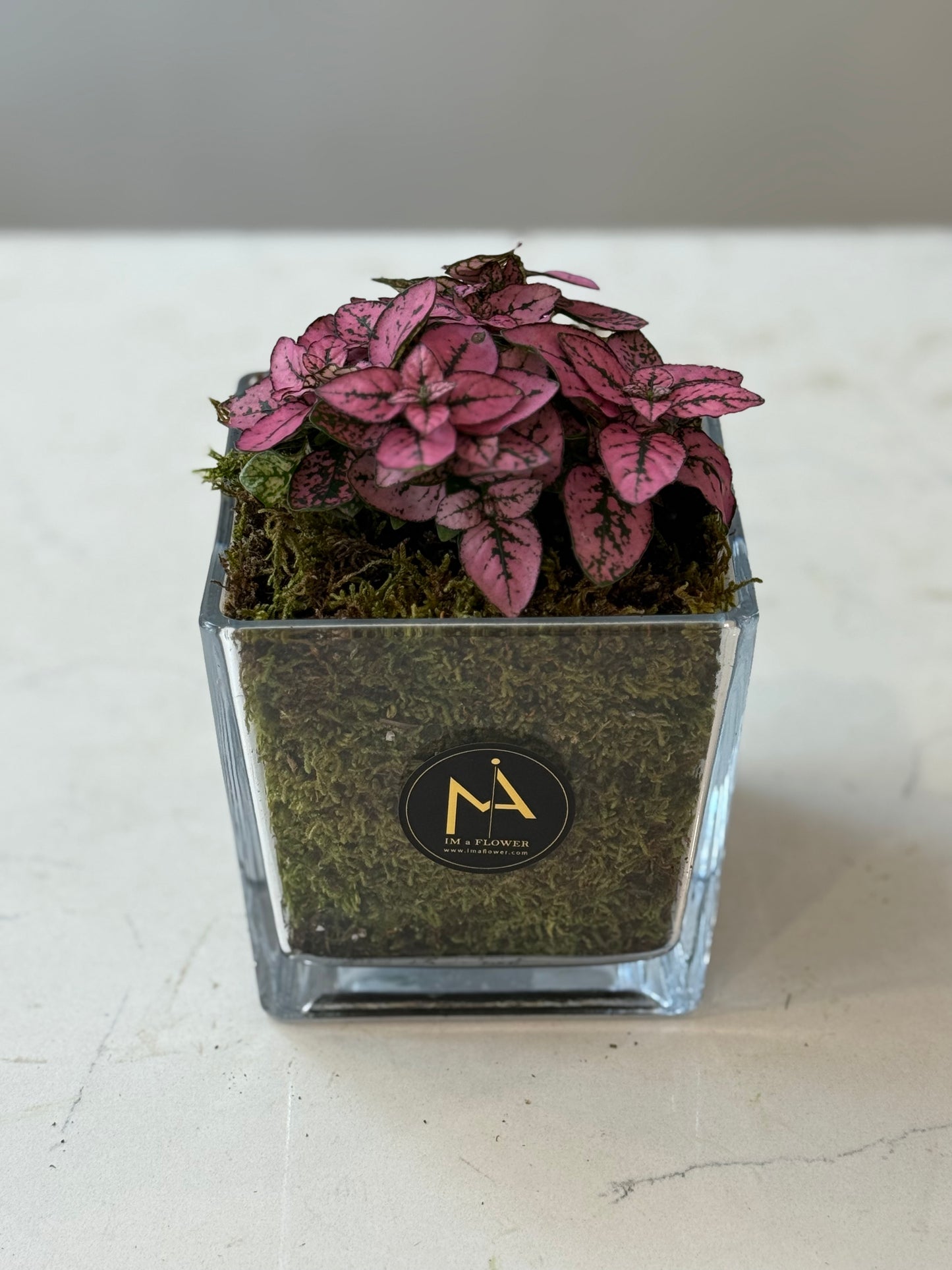 Indoor Plant 28
