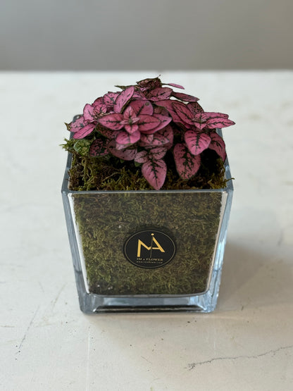 Indoor Plant 28