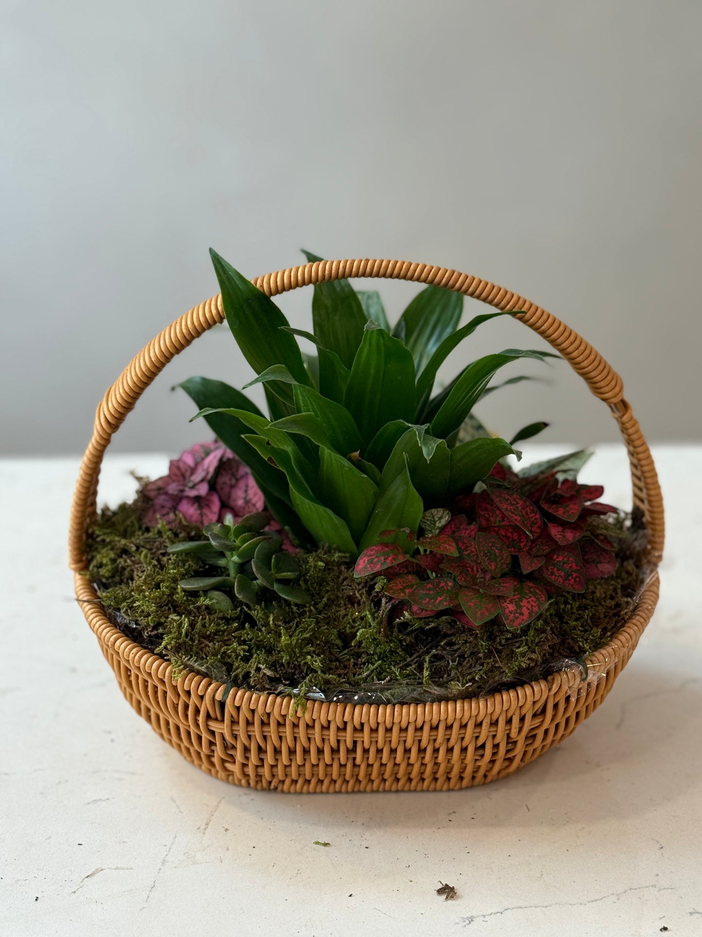 Indoor Plant 31