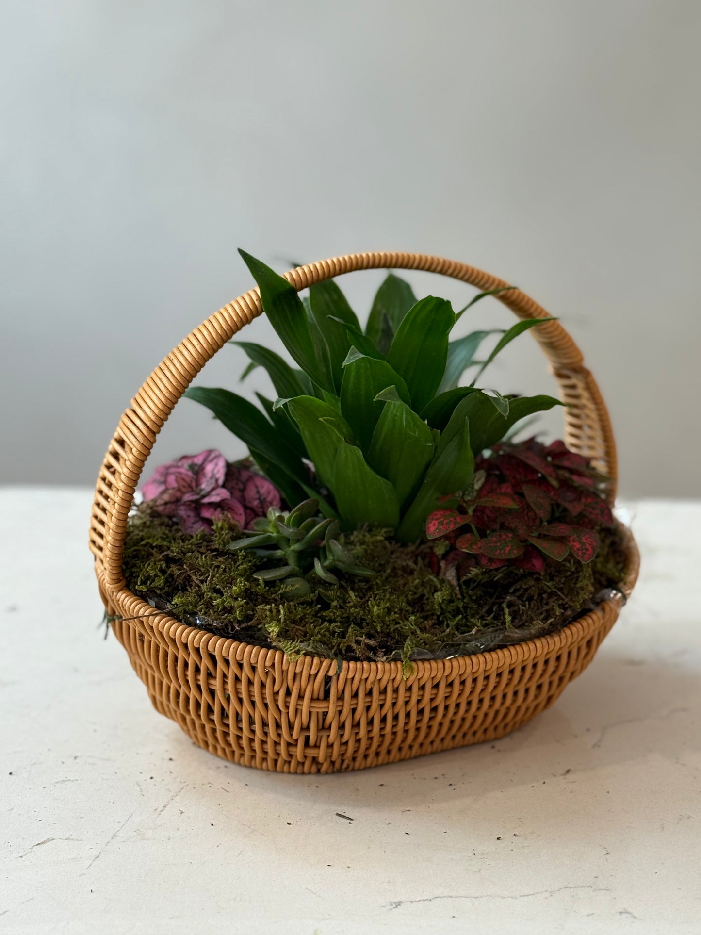 Indoor Plant 31