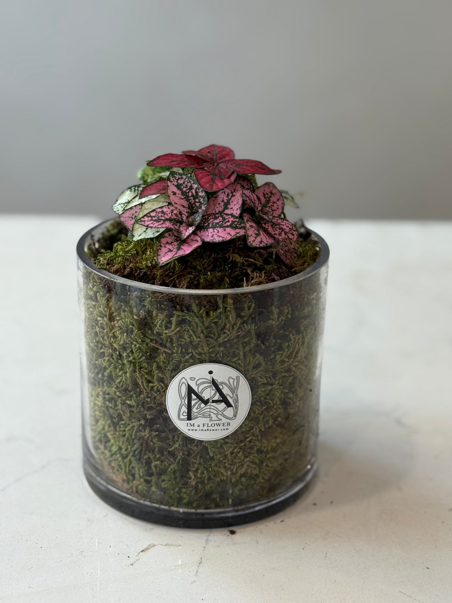 Indoor Plant 32