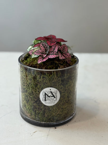 Indoor Plant 32