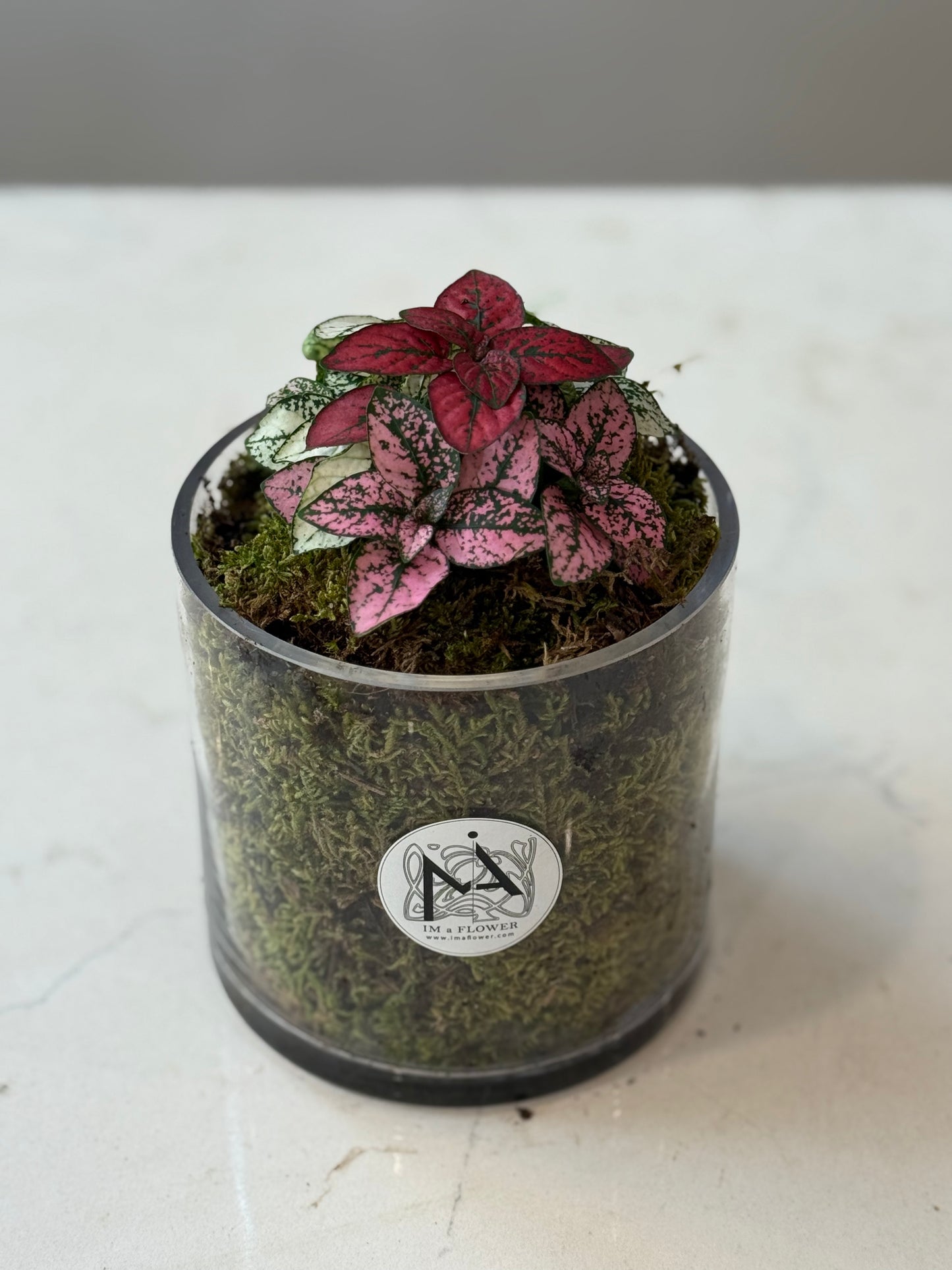 Indoor Plant 32