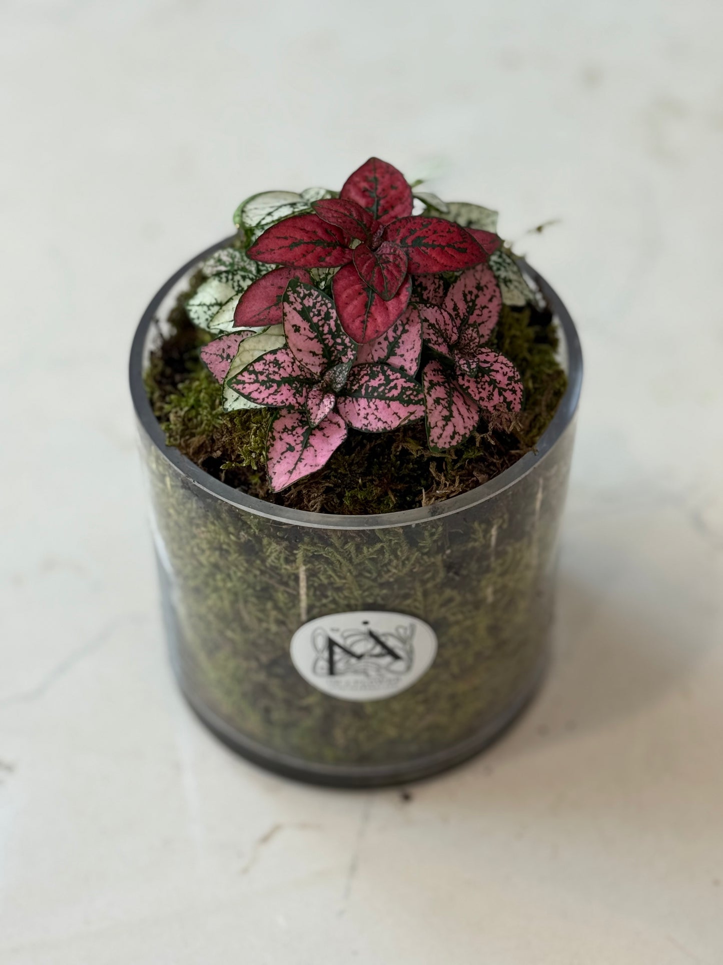 Indoor Plant 32
