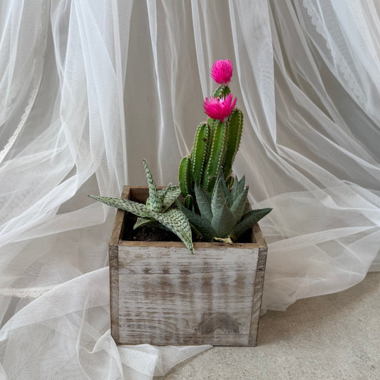 Indoor Plant 34