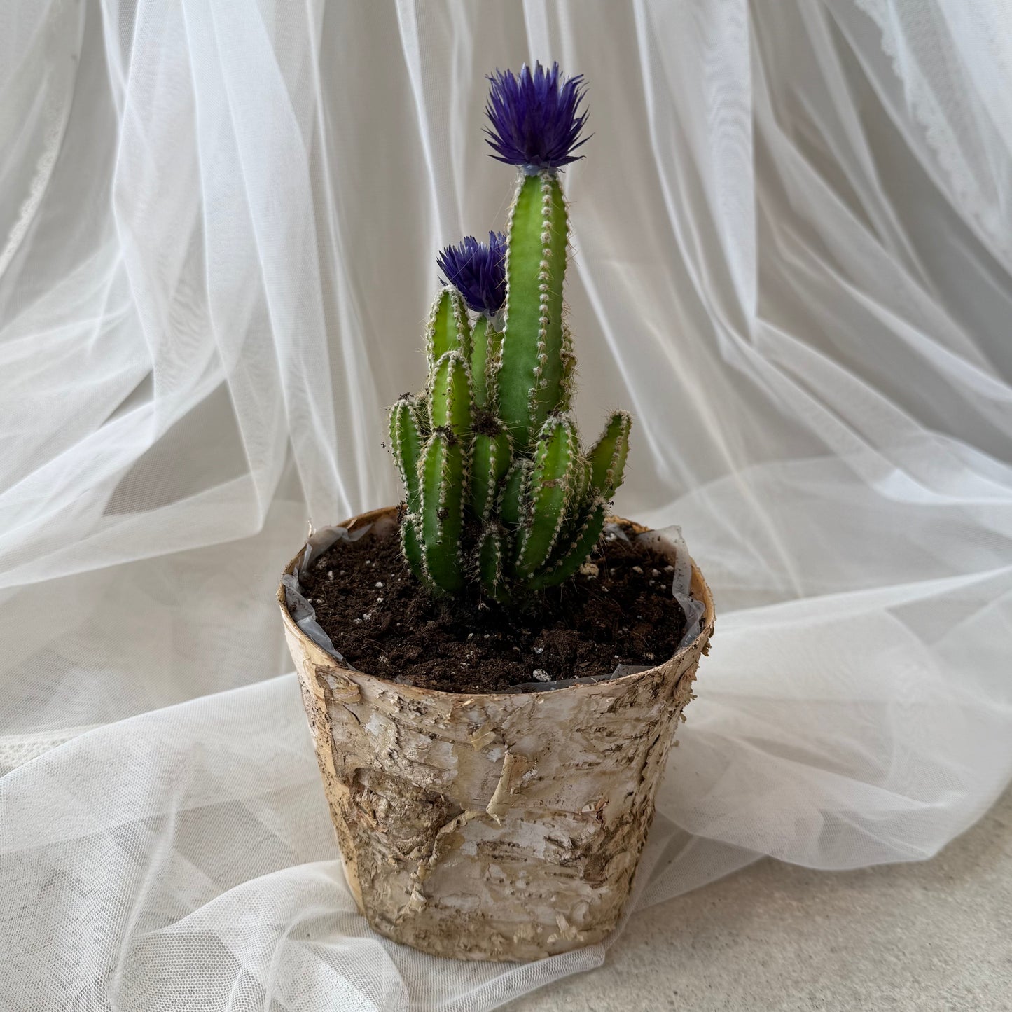 Indoor Plant 35