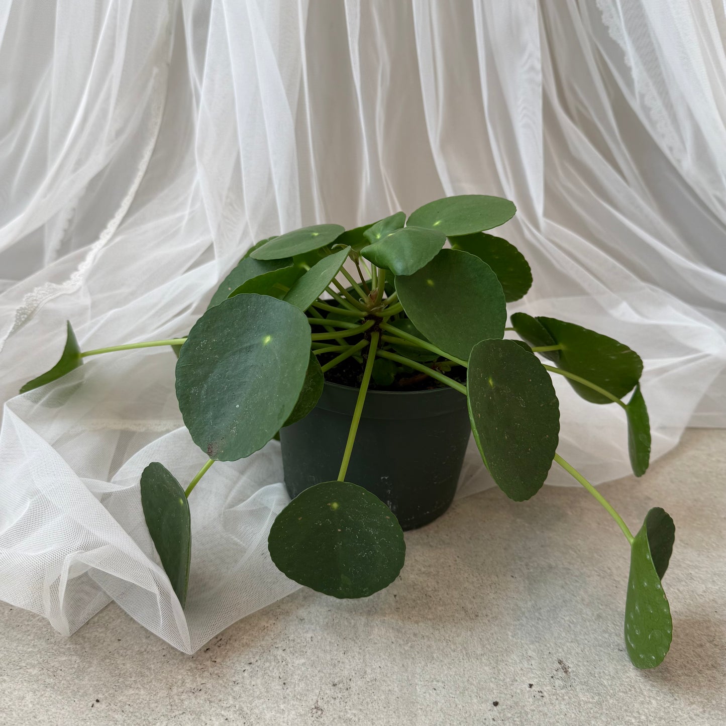 Chinese Money Plant(Pilea Peperomioides)