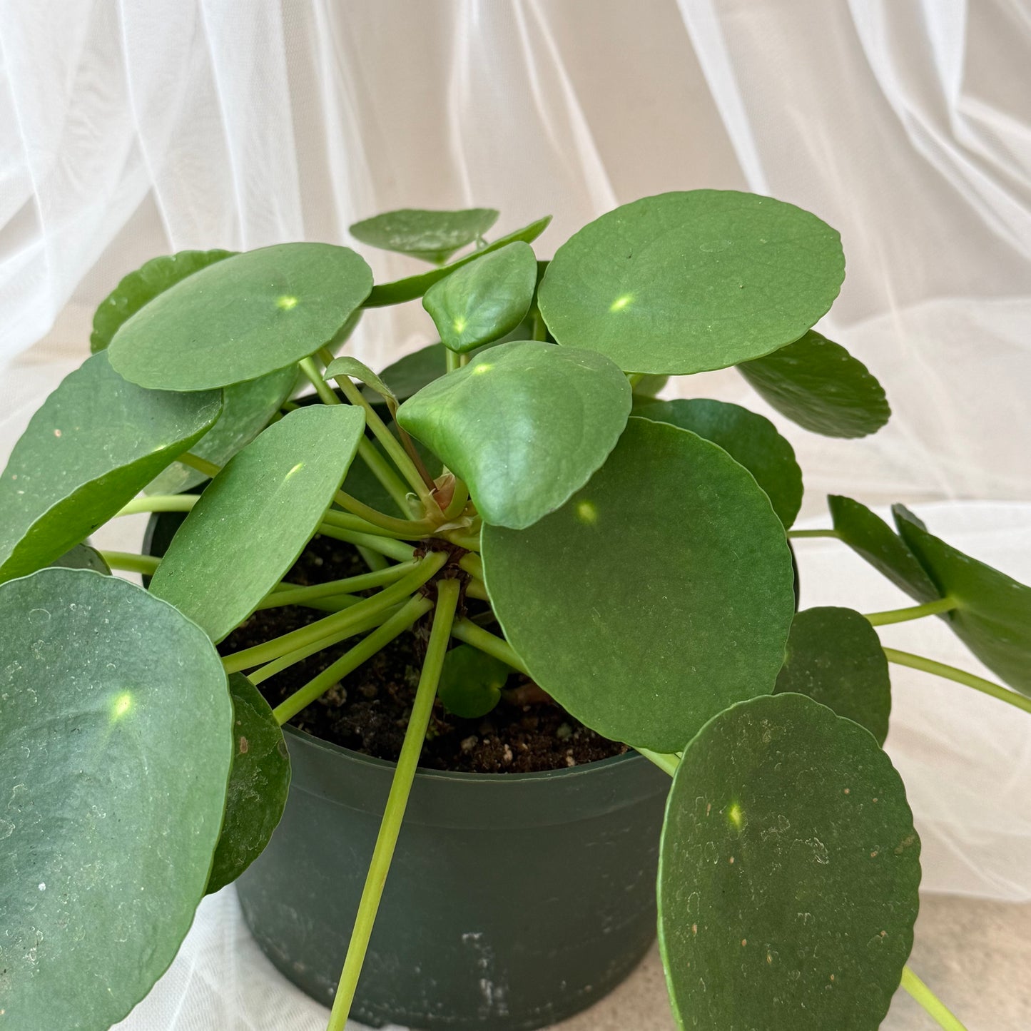 Chinese Money Plant(Pilea Peperomioides)