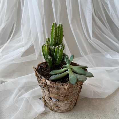 Indoor Plant 38