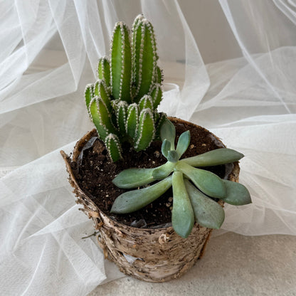Indoor Plant 38