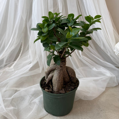 Indoor Plant 39