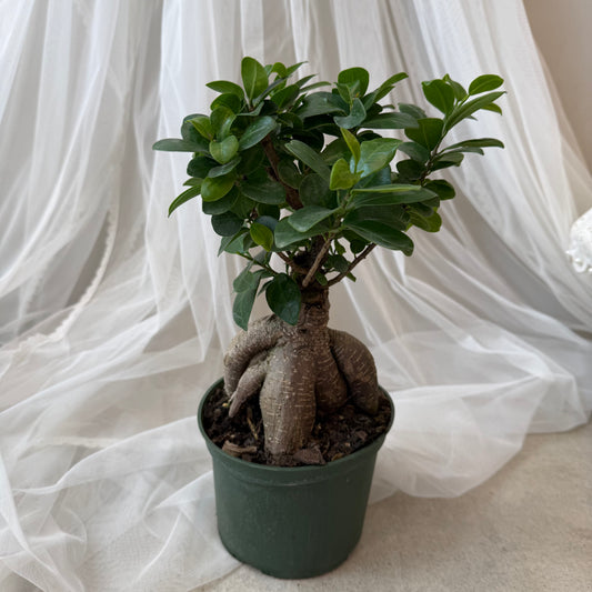 Indoor Plant 39