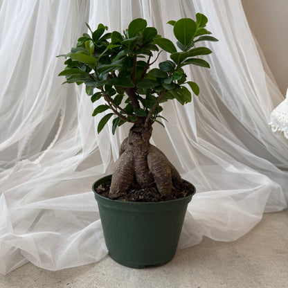 Indoor Plant 39