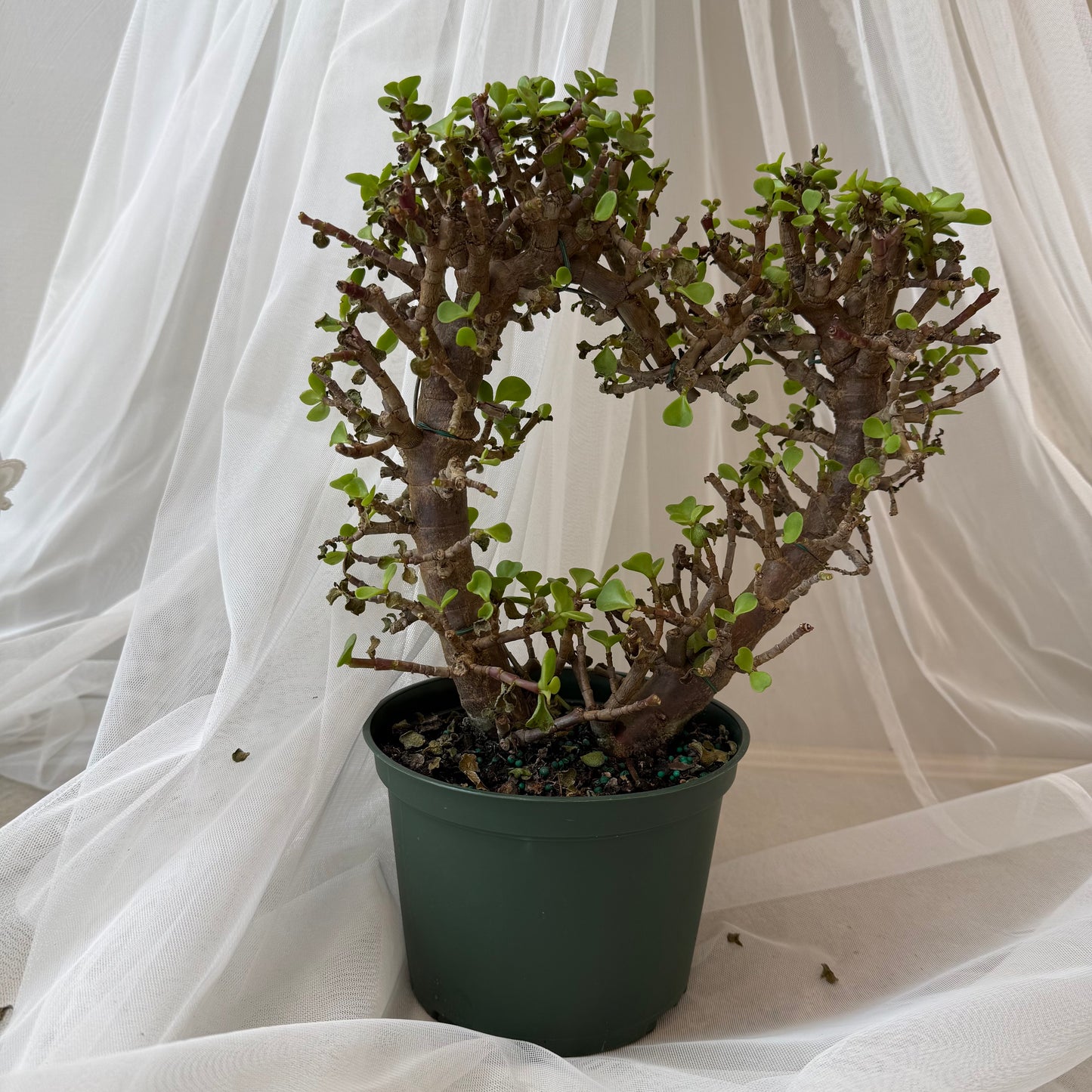 Indoor Plant 40