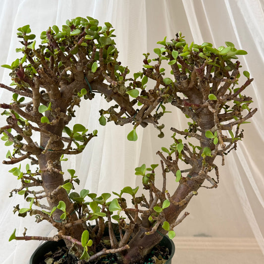 Indoor Plant 40