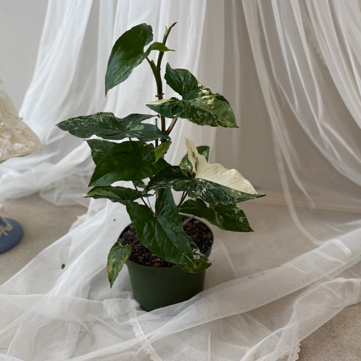 Indoor Plant 41