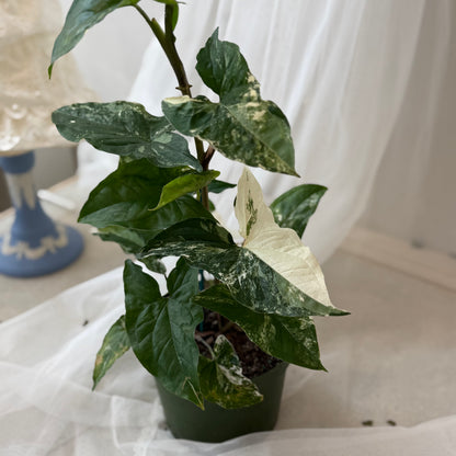 Indoor Plant 41