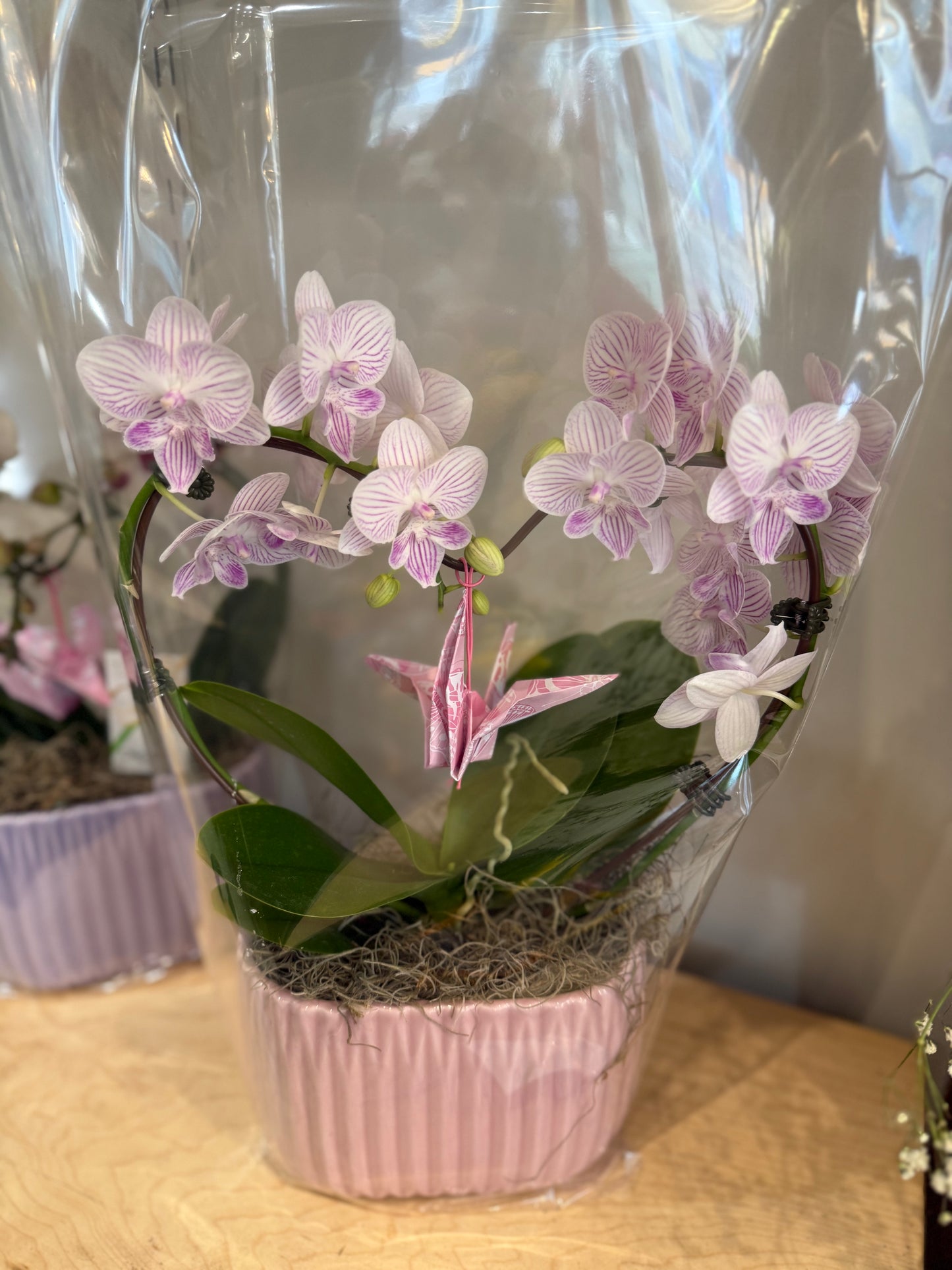 Heart Orchid -7