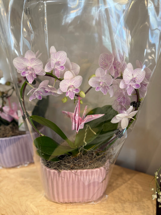 Heart Orchid -7