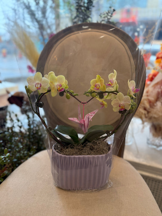 Heart Orchid - 6