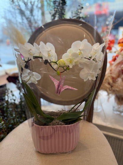 Heart Orchid - 2