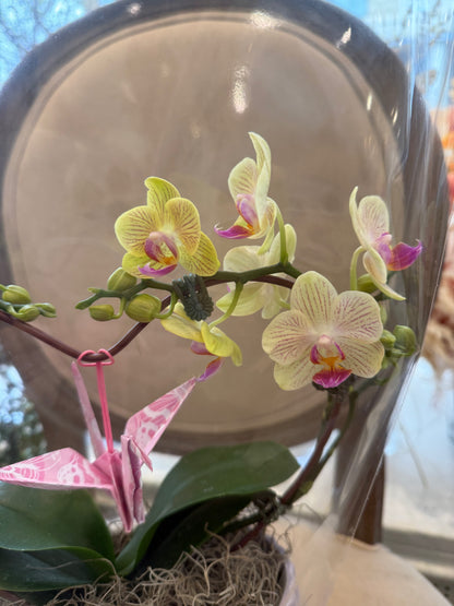 Heart Orchid - 6