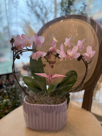 Heart Orchid - 3