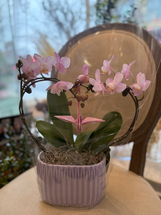 Heart Orchid - 3