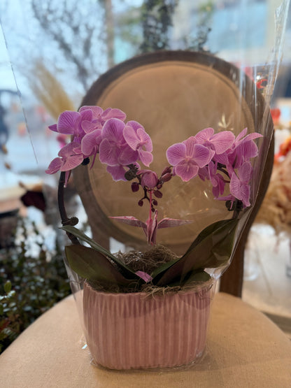 Heart Orchid - 5