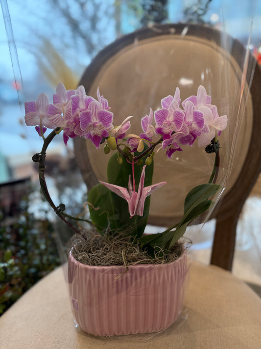 Heart Orchid - 4