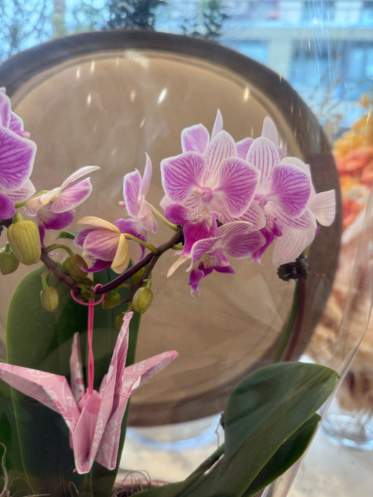Heart Orchid - 4