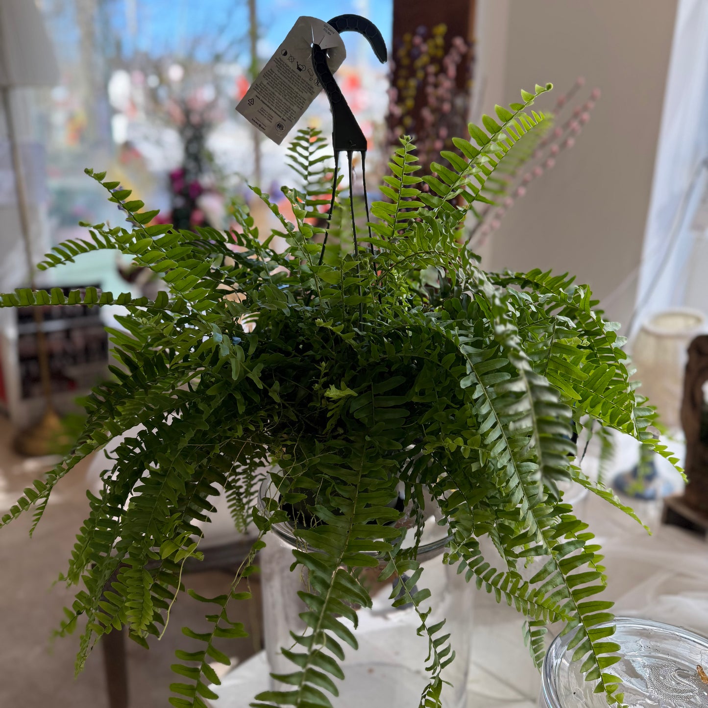 Fern Boston (6")