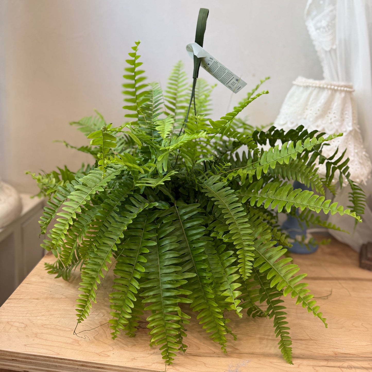 Fern Boston (6")
