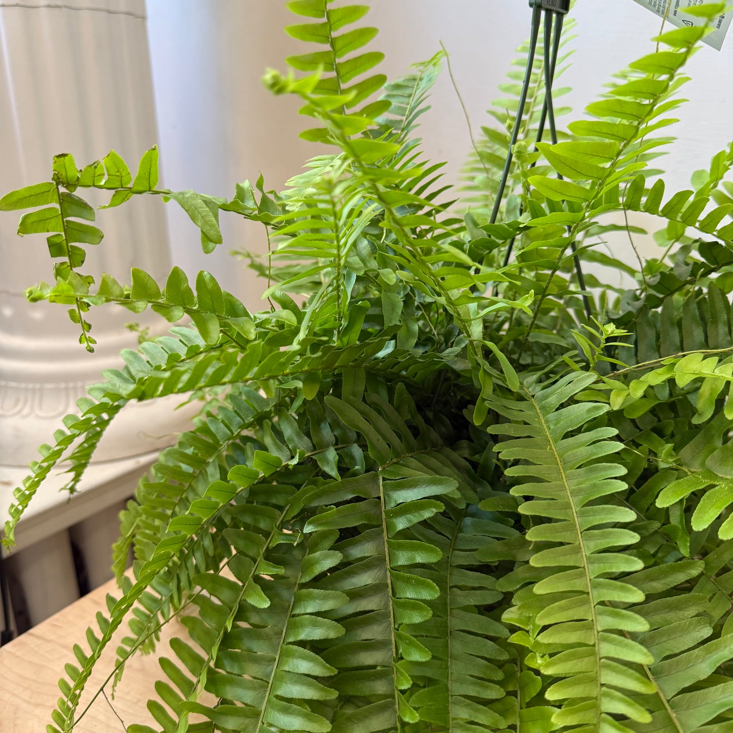 Fern Boston (6")