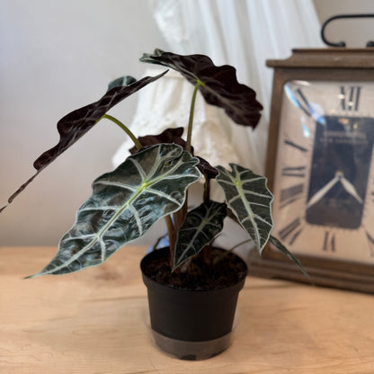 Alocasia Amazonica (6")