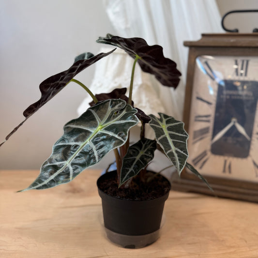 Alocasia Amazonica (6")