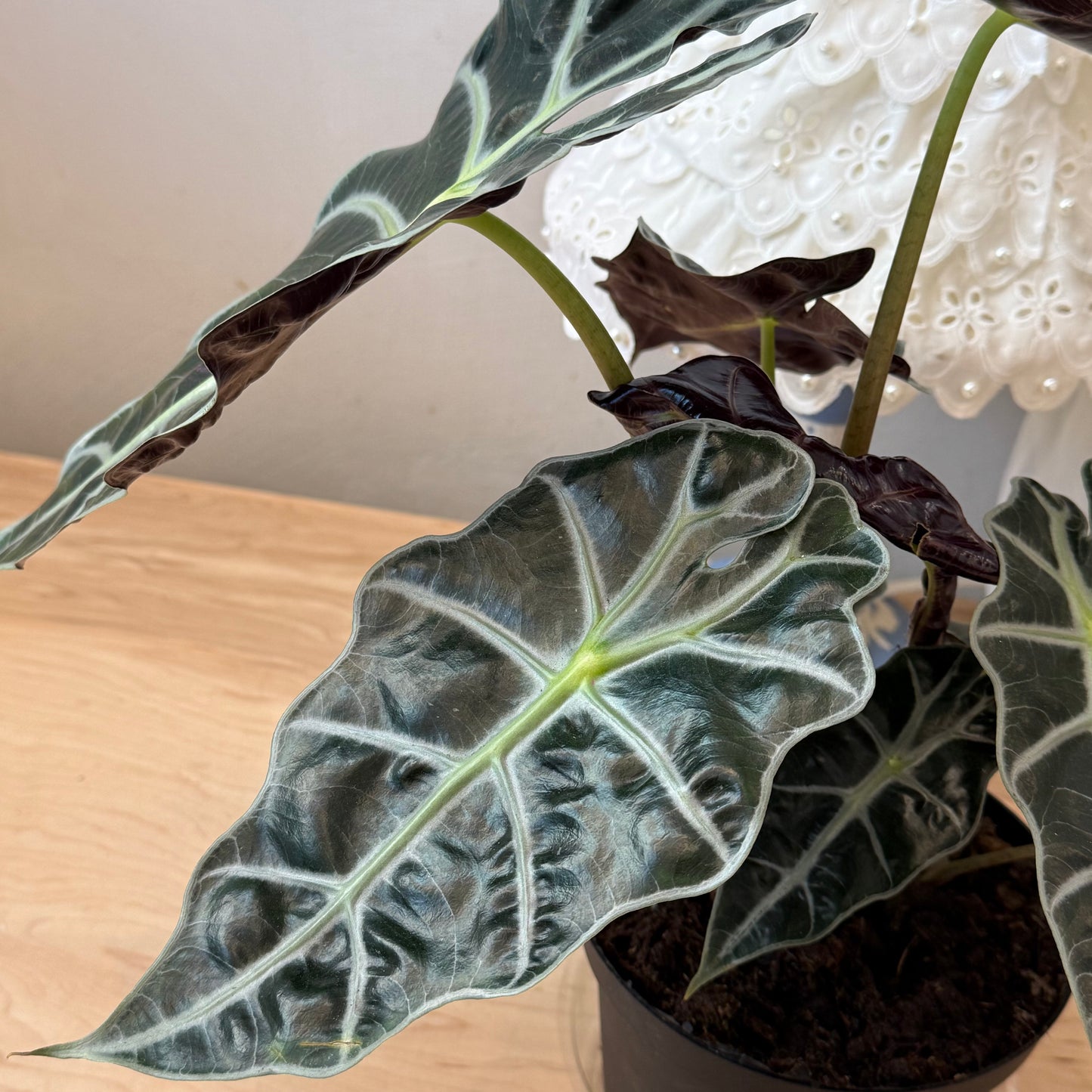 Alocasia Amazonica (6")