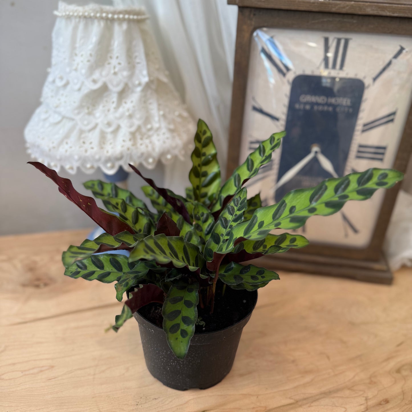 Calathea Rattlesnake (6")