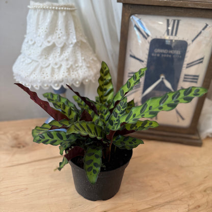 Calathea Rattlesnake (6")