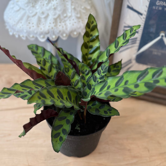 Calathea Rattlesnake (6")
