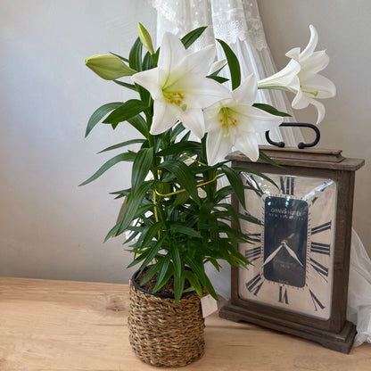 Easter Lily