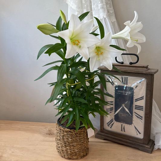 Easter Lily